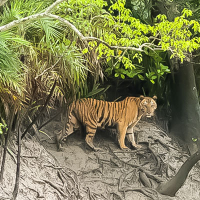 sundarbon