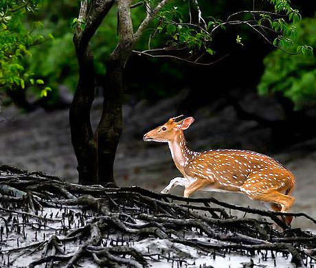 Sundarban 4 Dyas Tour